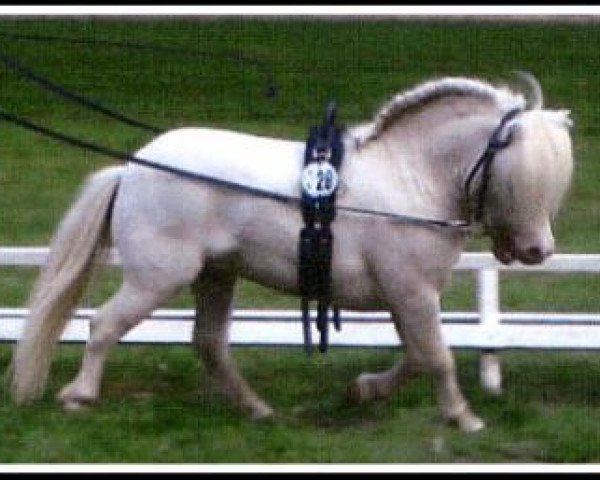 Deckhengst Fleetwood Ley Poppstar (Shetland Pony (unter 87 cm), 2003, von Athelney Phantom)