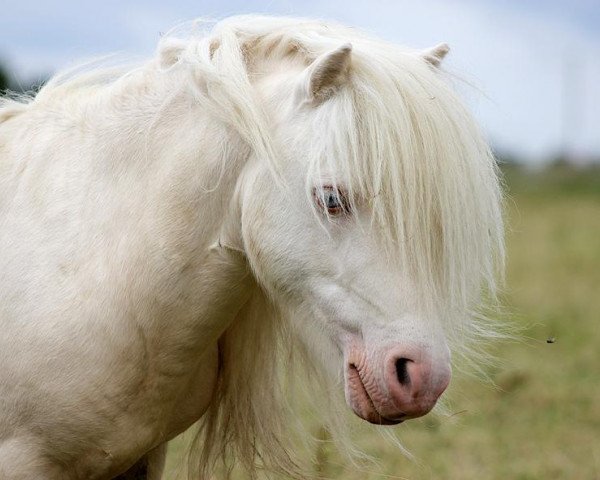 horse Vipke van de Zandhoven (Shetland pony (under 87 cm), 2003, from Qualite van de Zandhoven)