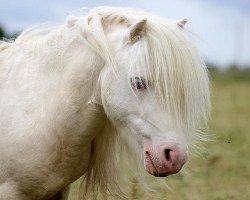 Pferd Vipke van de Zandhoven (Shetland Pony (unter 87 cm), 2003, von Qualite van de Zandhoven)