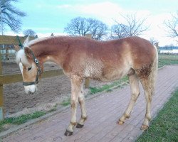 Pferd Sternensturm (Haflinger, 2013, von Stilton)