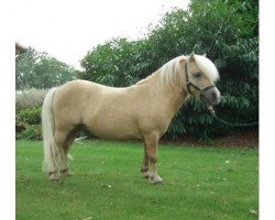 stallion Pico von Warfen (Shetland pony (under 87 cm), 2001, from Parlington Power)