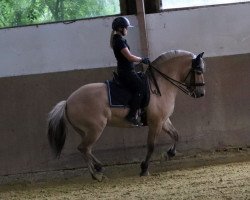 horse Karmen (Fjord Horse, 2006, from Kjartan)