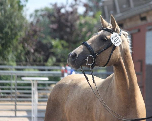 broodmare Paradies von der Wiesharde (German Riding Pony, 2017, from Dance Star AT)