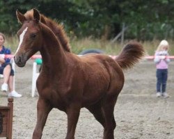 Dressurpferd Robin Hood von der Wiesharde (Deutsches Reitpony, 2021, von Petit Rock the Moment)