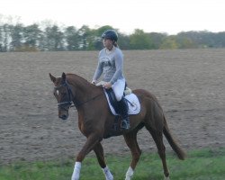 dressage horse Tobi (Hanoverian, 2014, from Sarotti Mocca-Sahne)