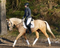 Pferd Bella (Welsh-Cob (Sek. D), 2015)