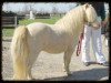 stallion Puccini (Shetland pony (under 87 cm), 1994, from Puschkin)