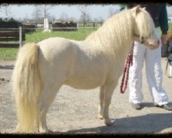 stallion Puccini (Shetland pony (under 87 cm), 1994, from Puschkin)