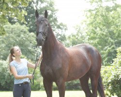 dressage horse Davidson 10 (Hanoverian, 2015, from Don Nobless)