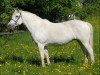 Zuchtstute Glaskopf Gentle Jill (Connemara-Pony, 1991, von Glaskopf Golden Merlin)