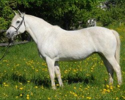 Zuchtstute Glaskopf Gentle Jill (Connemara-Pony, 1991, von Glaskopf Golden Merlin)