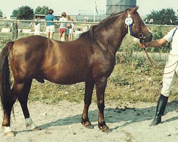 stallion Cawdor Hywel (Welsh-Pony (Section B), 1964, from Llanarth Nightlight)