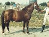stallion Cawdor Hywel (Welsh-Pony (Section B), 1964, from Llanarth Nightlight)