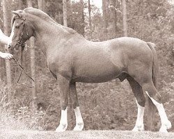 stallion Hellekis Timjan (Welsh-Pony (Section B), 1970, from Cawdor Hywel)