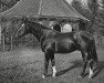 stallion Hirtensang (Trakehner, 1929, from Parsival)