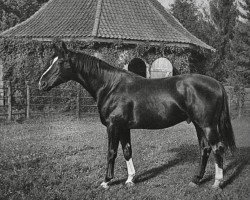 Deckhengst Hirtensang (Trakehner, 1929, von Parsival)