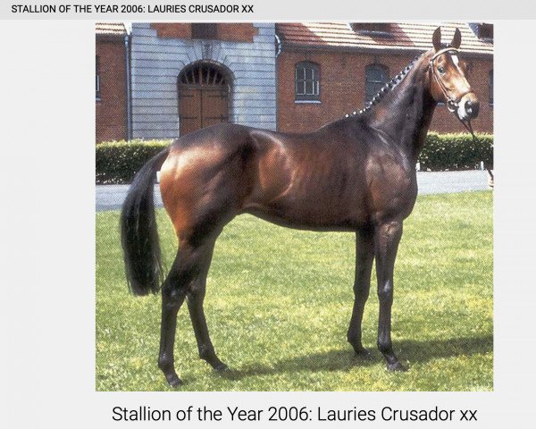 stallion Lauries Crusador xx (Thoroughbred, 1985, from Welsh Pageant xx)