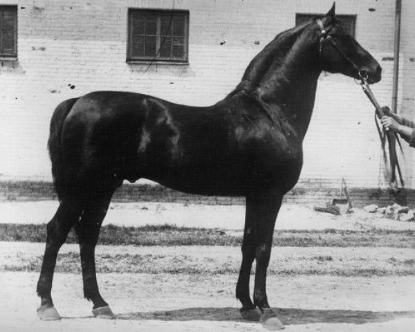 Deckhengst Oscherelok (Russisches Warmblut, 1913, von Posol)