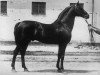 Deckhengst Oscherelok (Russisches Warmblut, 1913, von Posol)