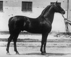 Deckhengst Oscherelok (Russisches Warmblut, 1913, von Posol)