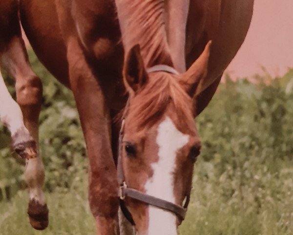broodmare Holle (German Sport Horse, 2010, from Colestus)