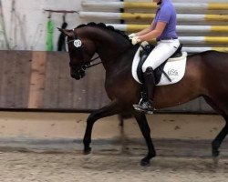 broodmare Esperanda (Trakehner, 2012, from Cadeau)