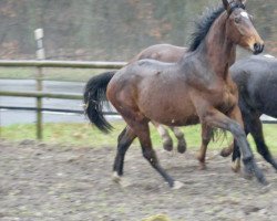 dressage horse Global Feliciano PST (Westphalian, 2020, from Global Player OLD)