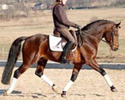 stallion Fendo-Me (German Riding Pony, 1999, from Folklore)