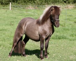 Pferd Eddy von Sodi (Shetland Pony, 2020, von Esteban van de Zandkamp)