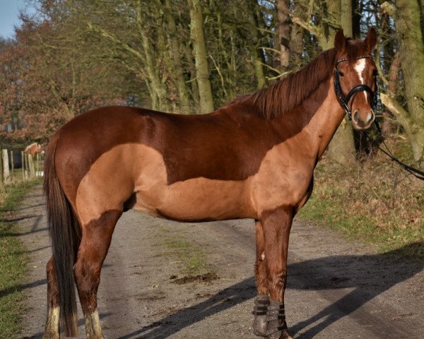 Dressurpferd Buenes Dias (Deutsches Reitpony, 2015, von Black Champion)