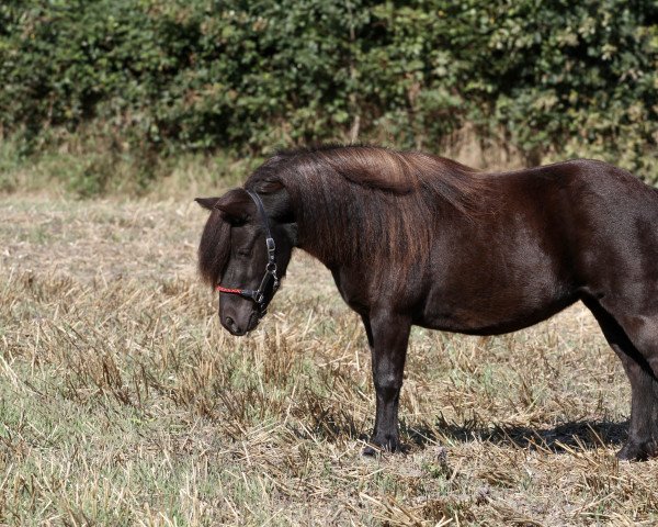 Zuchtstute Britta (Shetland Pony, 2018, von Gregor)