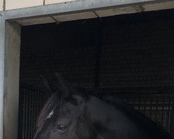 dressage horse Florentina 113 (Hanoverian, 2014, from Fantastic)