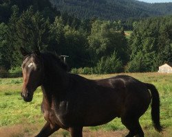 dressage horse Wisdom's High Spirit (Rhinelander, 2014, from Wisdom)