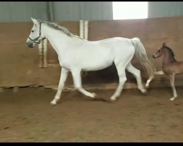 dressage horse For Diarado (Holsteiner, 2021, from For Romance I)