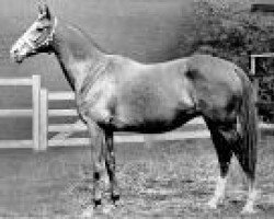 broodmare Fifinella xx (Thoroughbred, 1913, from Polymelus xx)