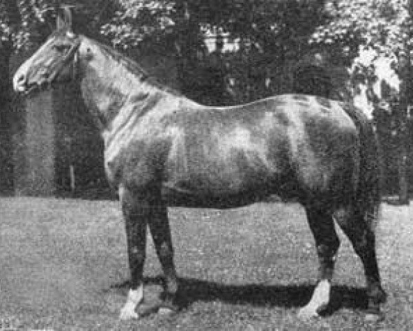 stallion Flieger (Trakehner, 1913, from Centauer)