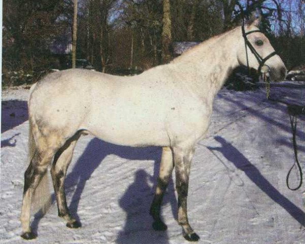 stallion Green River xx (Thoroughbred, 1991, from Diaghlyphard xx)