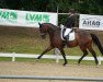 dressage horse Ilsa Rose (Hanoverian, 2016, from Instertanz V 241 FIN)