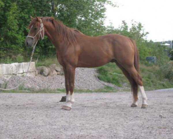 horse Valentino Grimaldi (Swedish Riding Pony, 2003, from Wildzang's Gloriant)