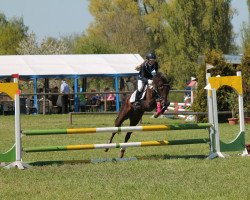 dressage horse Downloaded (German Riding Pony, 2003, from Dangerous Mind)