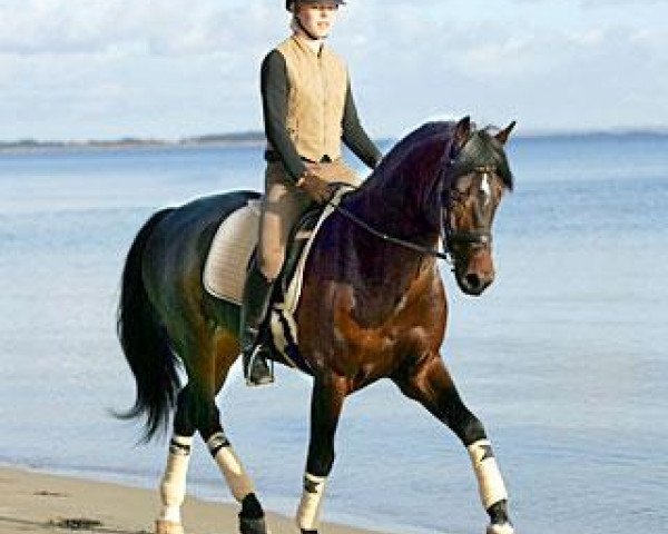 stallion Vermont (Swedish Riding Pony, 1996, from Master 129 FIN)