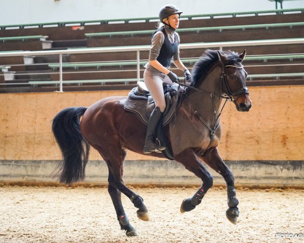 dressage horse Cupido 117 (Hanoverian, 2012, from Conen)