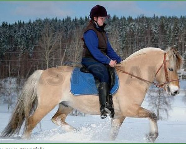 stallion Fyndig Saluut (Fjord Horse, 1999, from Tölve 201)