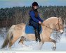 stallion Fyndig Saluut (Fjord Horse, 1999, from Tölve 201)