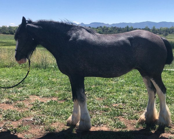 Zuchtstute Falconledge Image's Delight (Clydesdale, 2007, von Sir Ivan of Grandview)