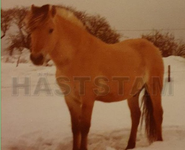 stallion Pompe (Fjord Horse, 1974, from Tyko 8 SWE)