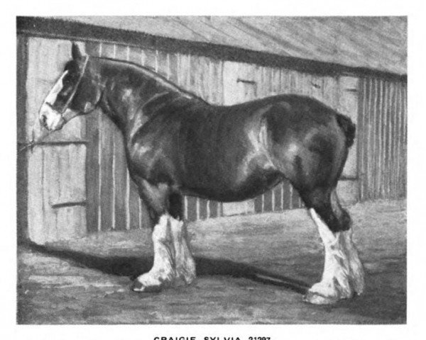 Pferd Craigie Sylvia (Clydesdale, 1913, von Apukwa)