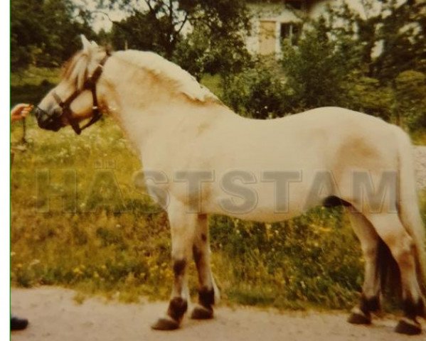 stallion Tyko 8 SWE (Fjord Horse, 1957, from Linjar 1 SWE)