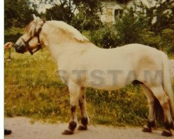 Deckhengst Tyko 8 SWE (Fjordpferd, 1957, von Linjar 1 SWE)