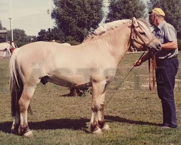 stallion Sindarve Tullmar 118 (Fjord Horse, 1979, from Marcus 63 SWE)